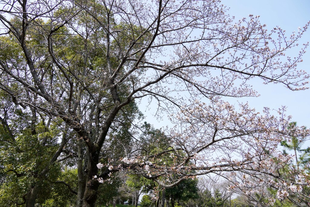 ソメイヨシノ①