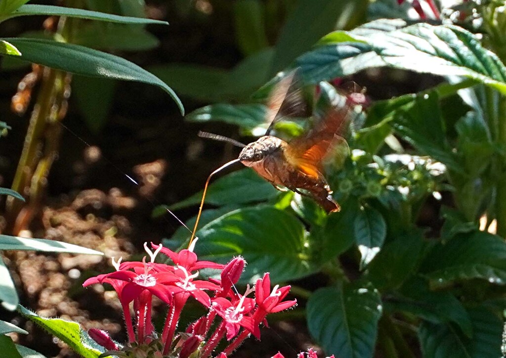 ホシホウジャク②