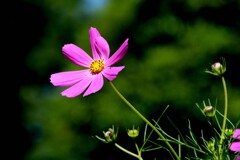 秋桜