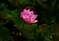 ハスの花