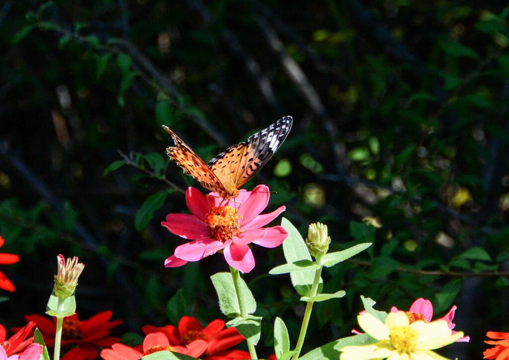 ツマグロヒョウモン②