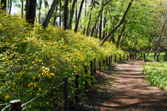 ヤマブキの咲く道②