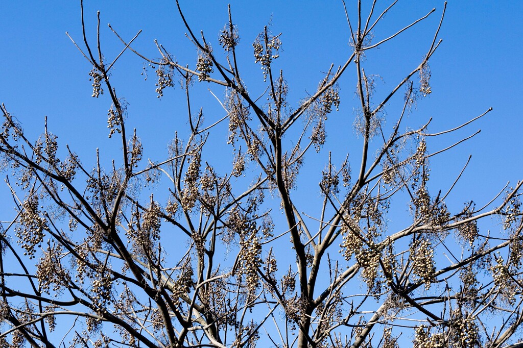 ♪この実なんの実