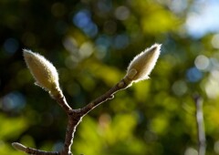 ハクモクレン①