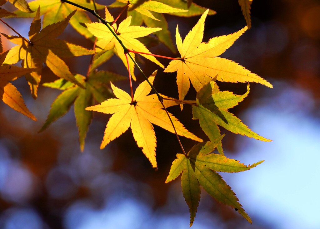 紅葉・黄葉②