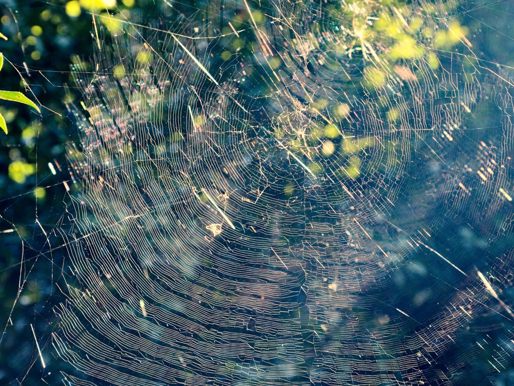 蜘蛛の巣