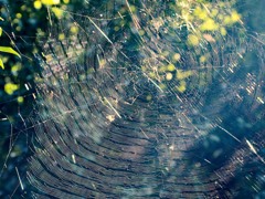 蜘蛛の巣