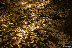 黄葉②