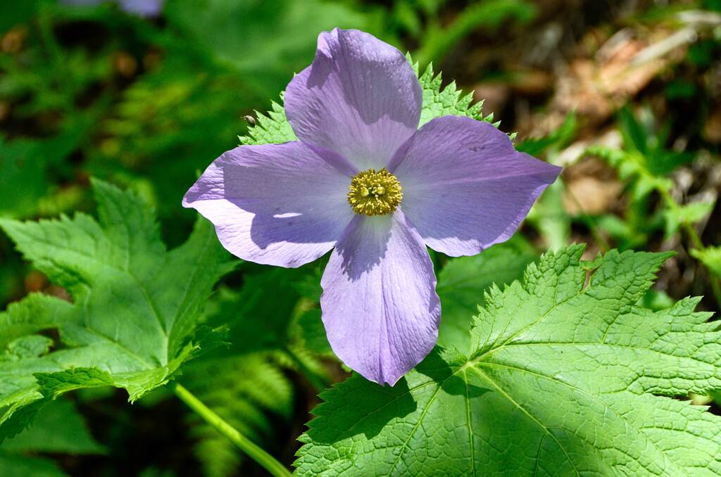 シラネアオイ②