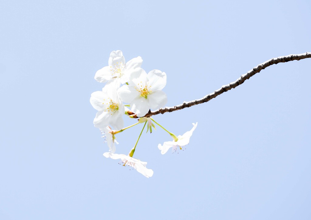 白い桜②