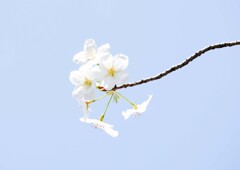 白い桜②