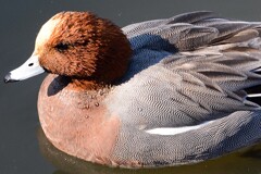 カモの姿①