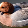 カモの姿①