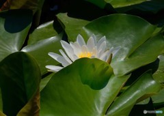 ４・５月に撮った花②