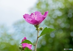 ムクゲの花