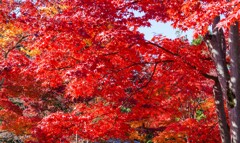 燃える紅葉③