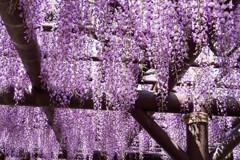 見頃のフジ①