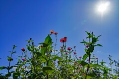 ジニア(百日草)② ジニア(百日草)②