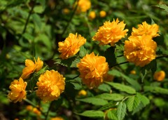 八重ヤマブキ