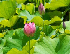 開花前