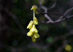 黄色い花②