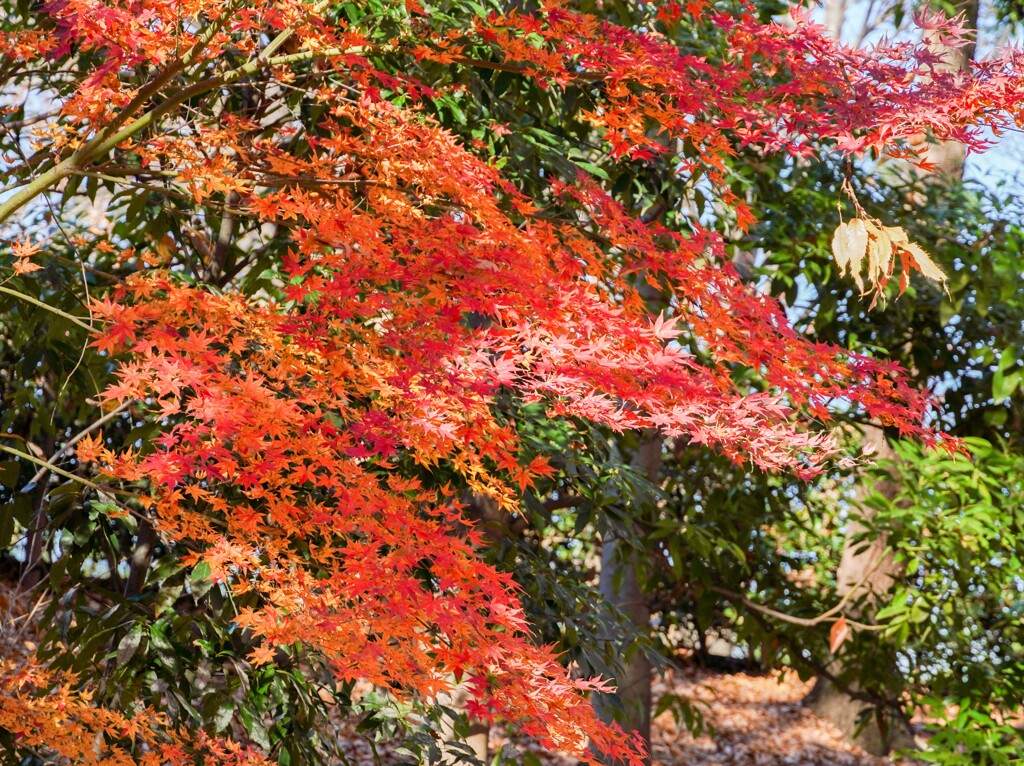 まだあった紅葉