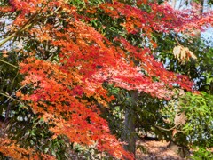 まだあった紅葉