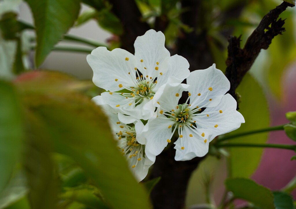 果樹の花