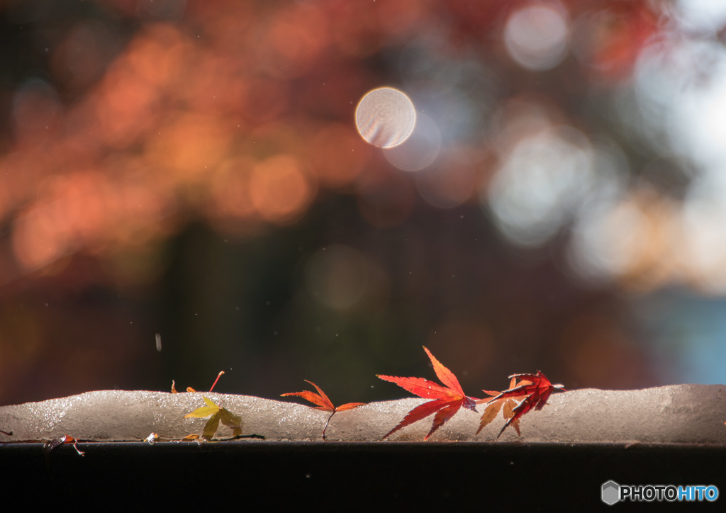 紅葉③