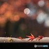 紅葉③