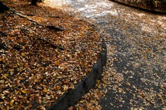 ケヤキの落葉②