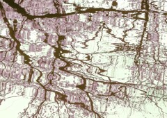 今年のソメイヨシノ②