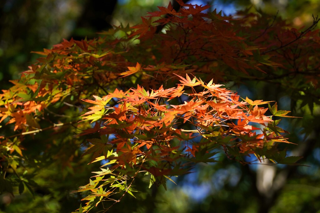 紅葉③