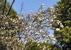 ハクモクレン②