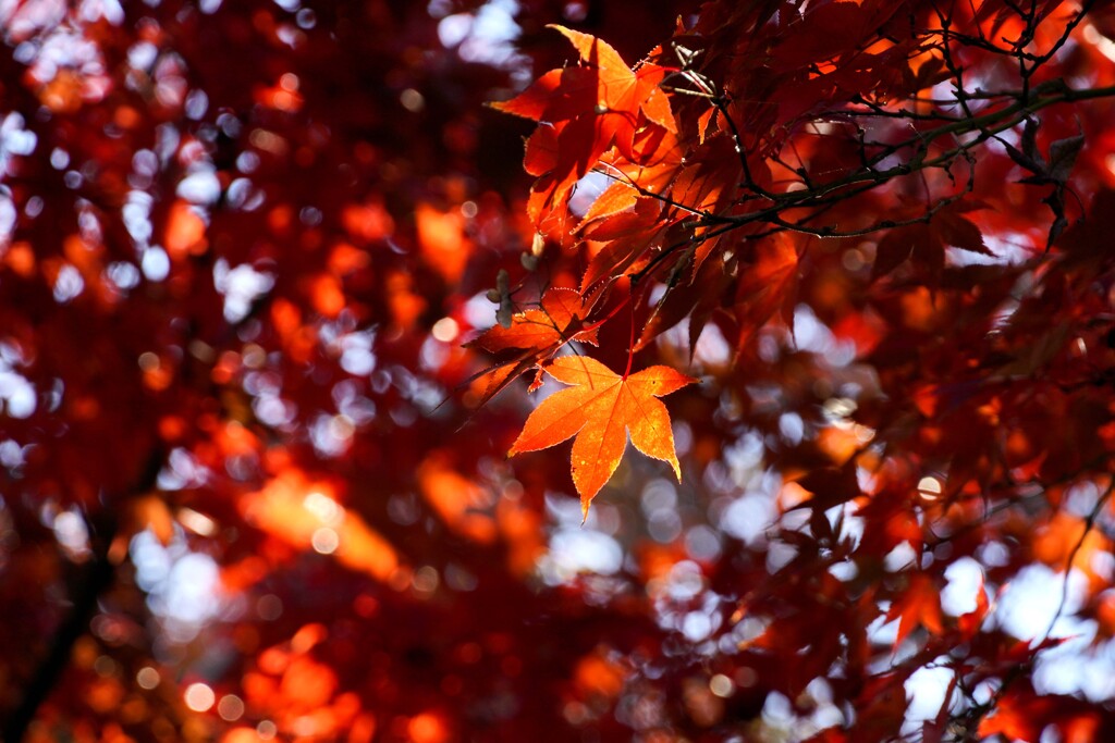 紅葉・黄葉④