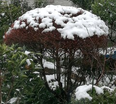きのうの雪②