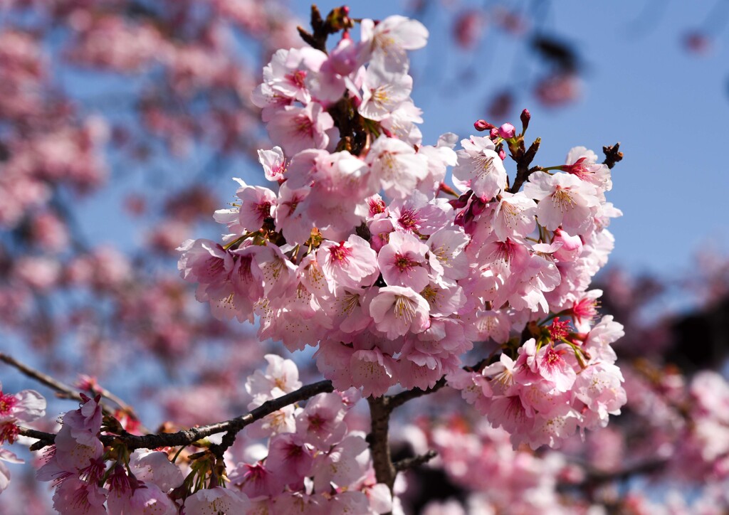 早咲き桜⑤