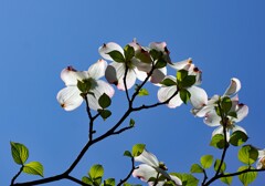 天空に咲く
