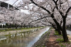 桜並木