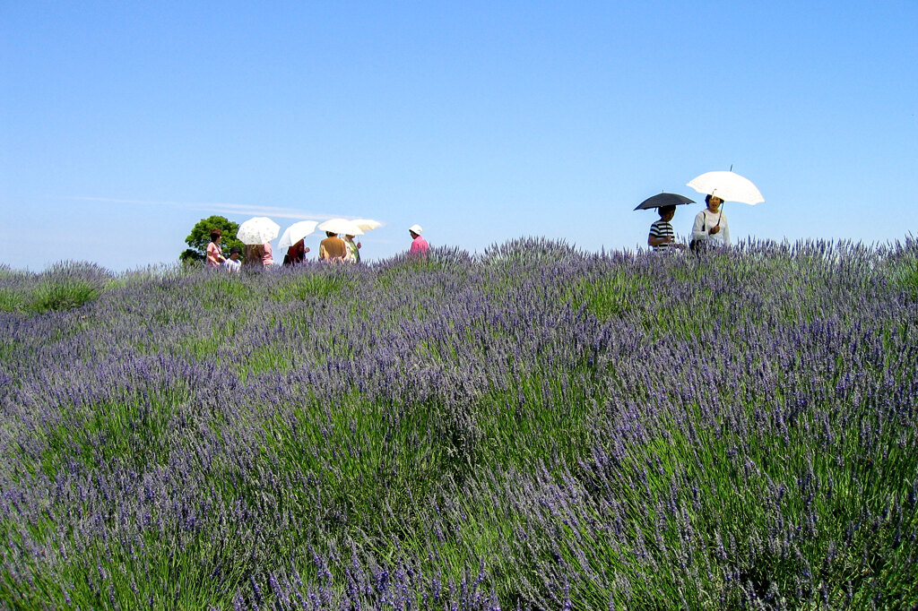ラベンダーの咲く頃①