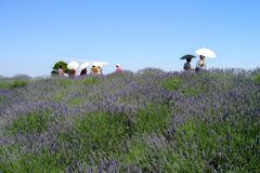 ラベンダーの咲く頃①