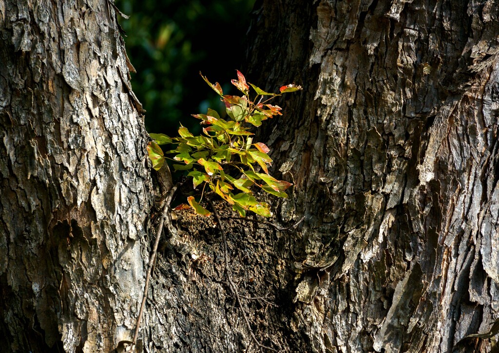 公園で見つけた小さな秋①