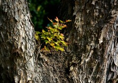 公園で見つけた小さな秋①
