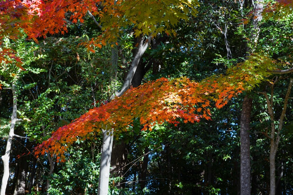 細枝紅葉