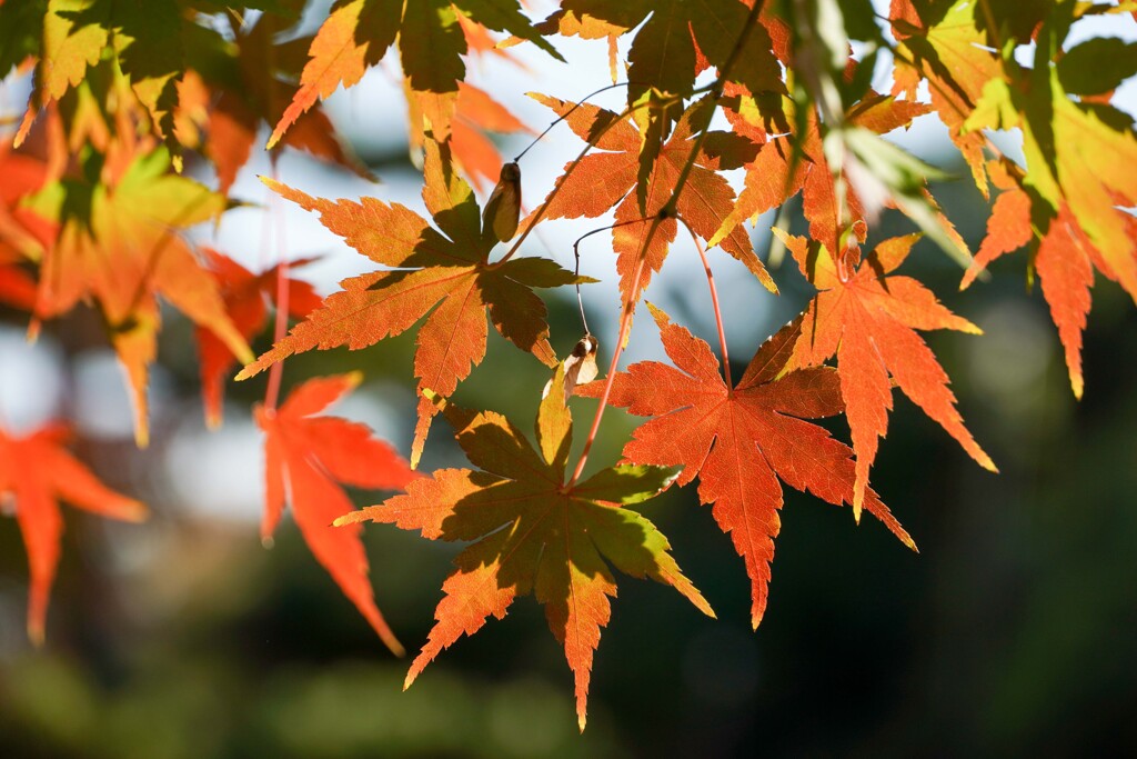 紅葉・黄葉①