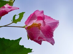 酔芙蓉③