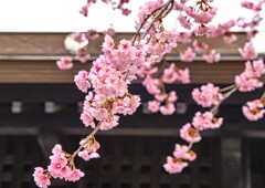 大寒桜⑤