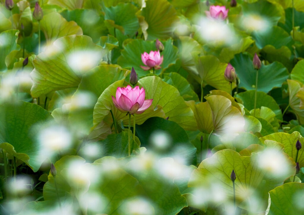 開花②
