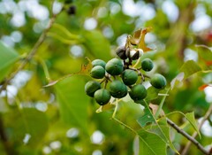 ナンキンハゼの実