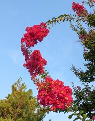 夏の花